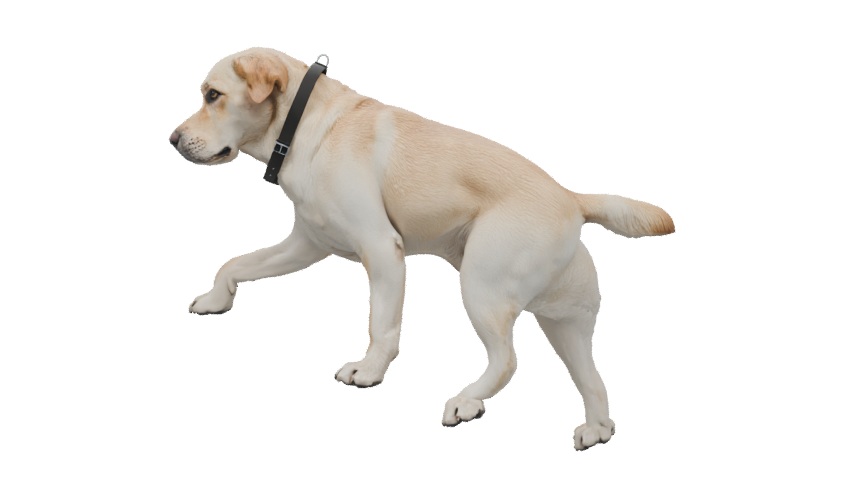 3D Labrador character posed to match the reference at frame 50