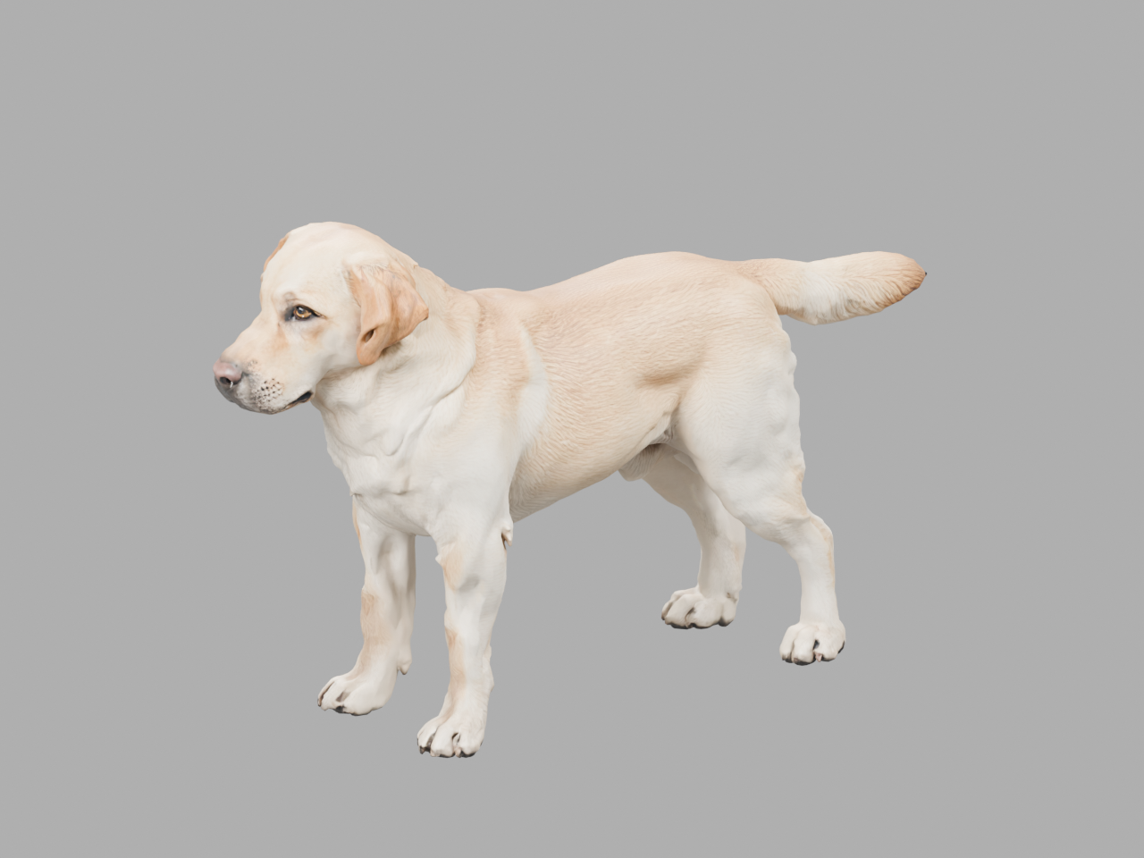 Tripo-generated 3D Labrador rendered in Blender facing left