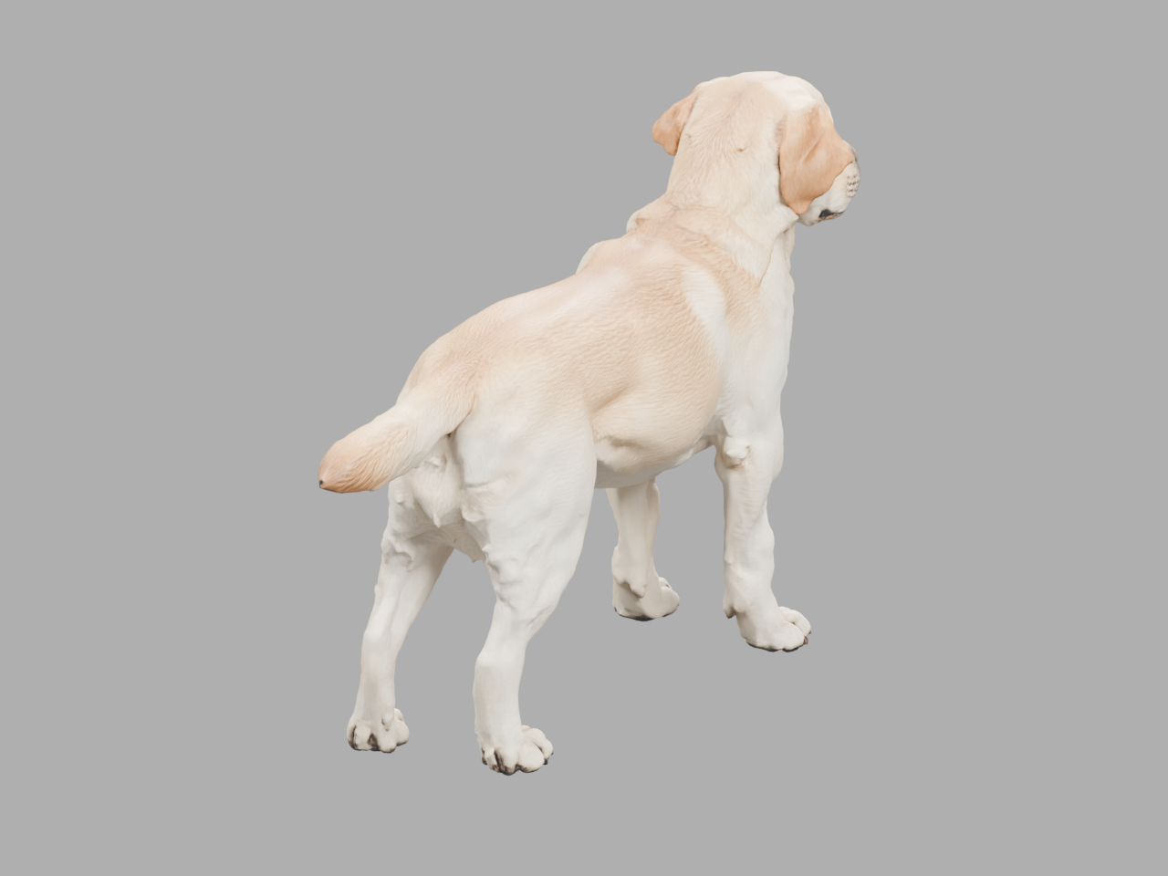 The same Tripo-generated 3D Labrador seen from the rear three-quarter view